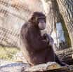 Nový samec šimpanze v Zoo Ostrava