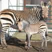 108. mládě zebry Hartmannové