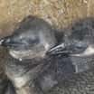 Odchov tučňáků brýlových v ústecké zoo