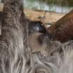 Mláďata v ústecké zoo