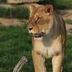 Lev Simba z táborské zoo má novou „kočku“
