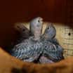 Zoo Brno odchovala trojčata největších afrických papoušků