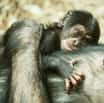 V zoo se po 10 letech narodilo mládě šimpanze
