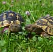 Letošní „emáci“ i želvy už se v ZOO Tábor „prohánějí“ venku