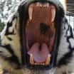 Tygr Rocky v ZOO Tábor