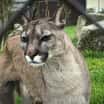 Puma v ZOO Tábor