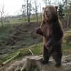 Medvědi v táborské zoo
