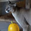 Zvířata v táborské zoo si užila strašidelný halloween