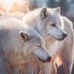 Vlci arktičtí v táborské zoo si nízké teploty užívají