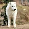 Vlci arktičtí z táborské zoo si letošní zimu náramně užili