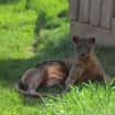 Hvězda stříbrného plátna Masotra z táborské zoo se rád vystavuje záři fotoaparátů