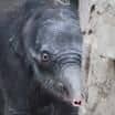 Aktuální informace o stavu mláděte slona indického