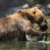 Do brněnské zoo dorazila kamčatská medvědice z Francie