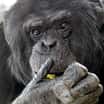 Brněnští šimpanzi se stěhují do Hodonína
