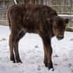 Mladá zubřice z táborské zoo se bude jmenovat Tamara