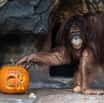 Samice orangutana bornejského Cantik