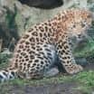 Soutěž - samička levharta mandžuského hledá jméno