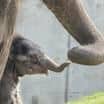I slůňata stůňou – zapojte se spolu se Zoo Ostrava do výzkumu sloních nemocí!