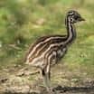 Jarní mláďata v zoo: emu hnědý