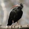 Babyboom v kolonii vzácných ibisů