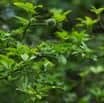 Citronečník – otužilý příbuzný citrusů