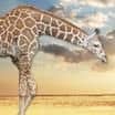 Vyberte jméno pro žirafu