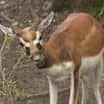Sameček antilopy jelení se pěkně vybarvuje