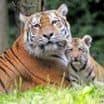 Mláďata tygrů ussurijských jsou už vidět!