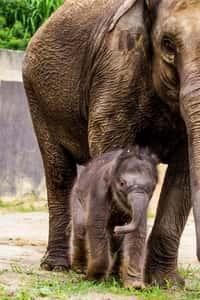 Mezinárodní den slonů v Zoo Ostrava