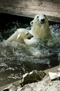 Týden ledních medvědů v Zoo Brno