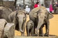 Den pro slony v Zoo Ostrava
