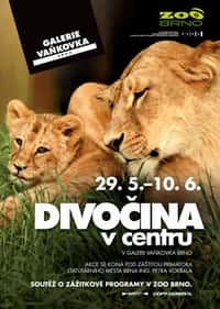 Divočina v centru