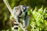 Den pro lemury v Zoo Ostrava