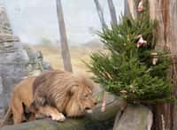 Štědrý den v zoo