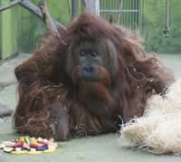 Mezinárodní den orangutanů