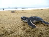 Přednáška v zoo: Ochrana ohrožených mořských želv
