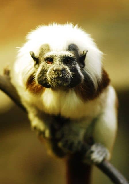 V zoo se opět otevřela expozice Malá Amazonie