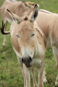 Provoz nového safari v zoo byl zahájen