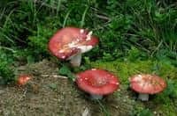Přírodovědná vycházka za houbami Staňkovského lesa a Purkrabských bažin