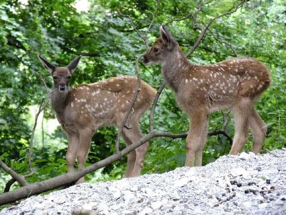 Nová mláďata v ZOO Ústí nad Labem