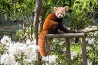 Rododendron park v Zoo Ostrava