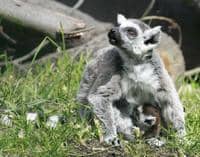 Berenty najdete na Madagaskaru a v ústecké zoo
