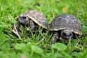Vzácná mláďata želv pralesních