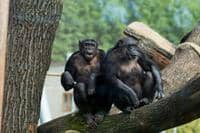 Pololetní prázdniny a rozloučení se šimpanzi