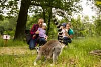 Ráj lemurů v Zoo Ostrava