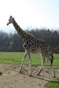 Zoo Ústí nad Labem - Den žiraf