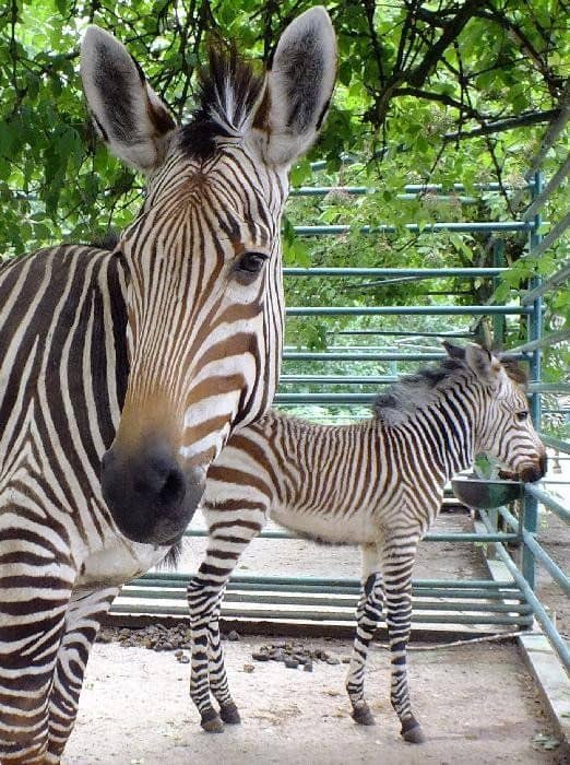 Mláďata zebry Hartmannové v ZOO Ústí nad Labem