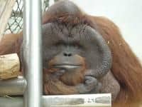 Zoo Ústí nad Labem - Den orangutanů