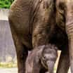 Mezinárodní den slonů v Zoo Ostrava