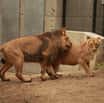 Den adoptivních rodičů a otevření nové expozice lvů v Zoo Brno
